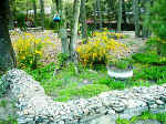garden-10.jpg (47047 bytes)