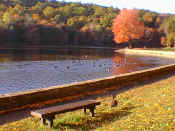 foliage1.jpg (62303 bytes)