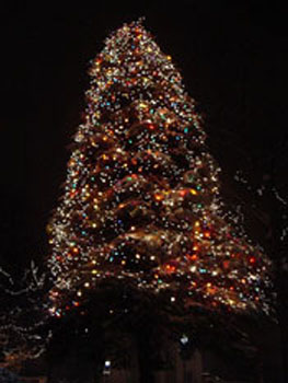 derby-green-tree