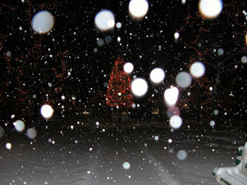 snowy_green_JJW_001