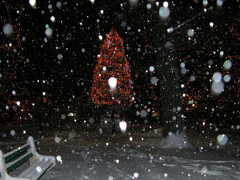 snowy_green_JJW_002