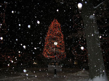 snowy_green_JJW_004