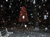 snowy_green_JJW_002