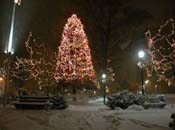 snowy_green_JJW_010