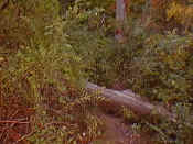 hikeosb5.jpg (24961 bytes)