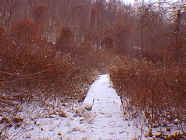 winter5.jpg (26593 bytes)