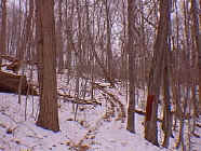 winter9.jpg (27248 bytes)
