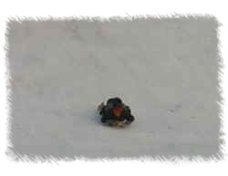 sledding.jpg (27865 bytes)