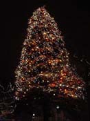 derby-green-tree