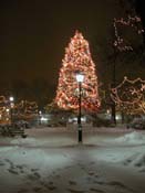 snowy_green_JJW_006
