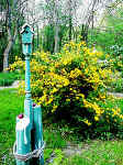 garden-7.jpg (56571 bytes)