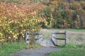 foliage3.jpg (47759 bytes)