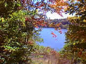 foliage5.jpg (31424 bytes)