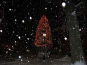 snowy_green_JJW_004