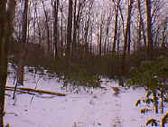winter16.jpg (25616 bytes)